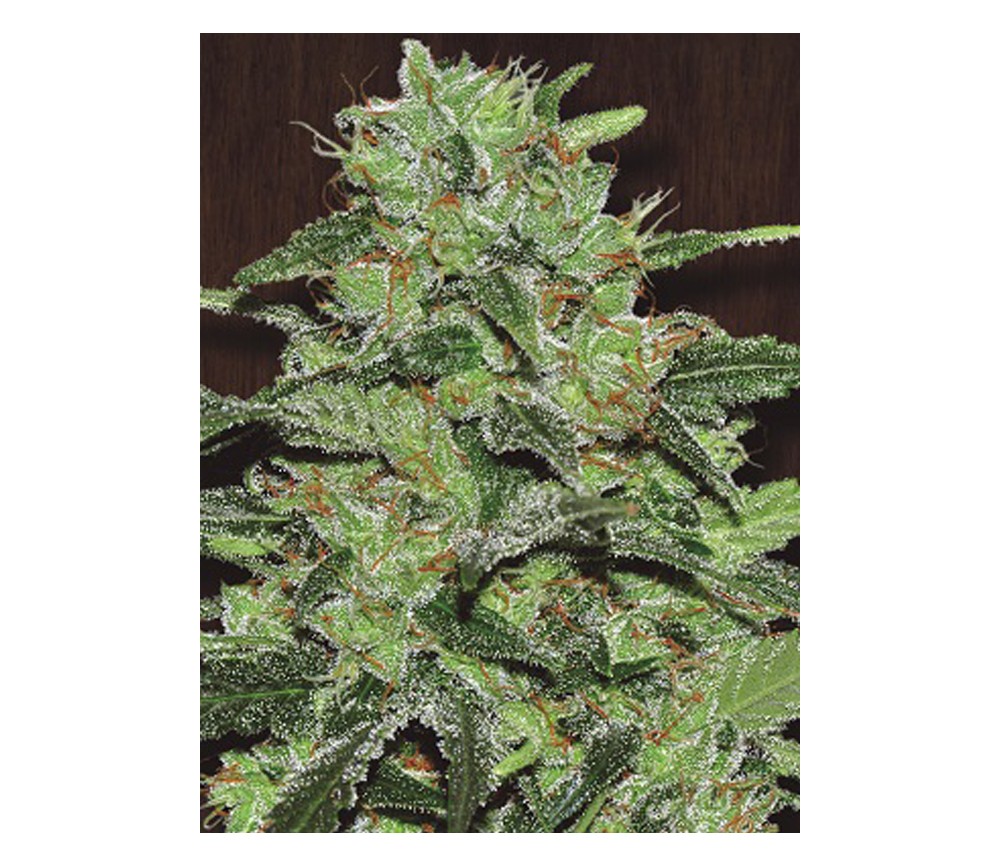 Malawi de Ace Seeds