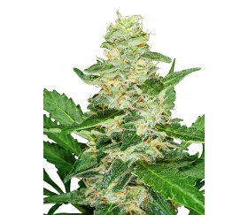 Super Skunk Automatic von White Label Seeds