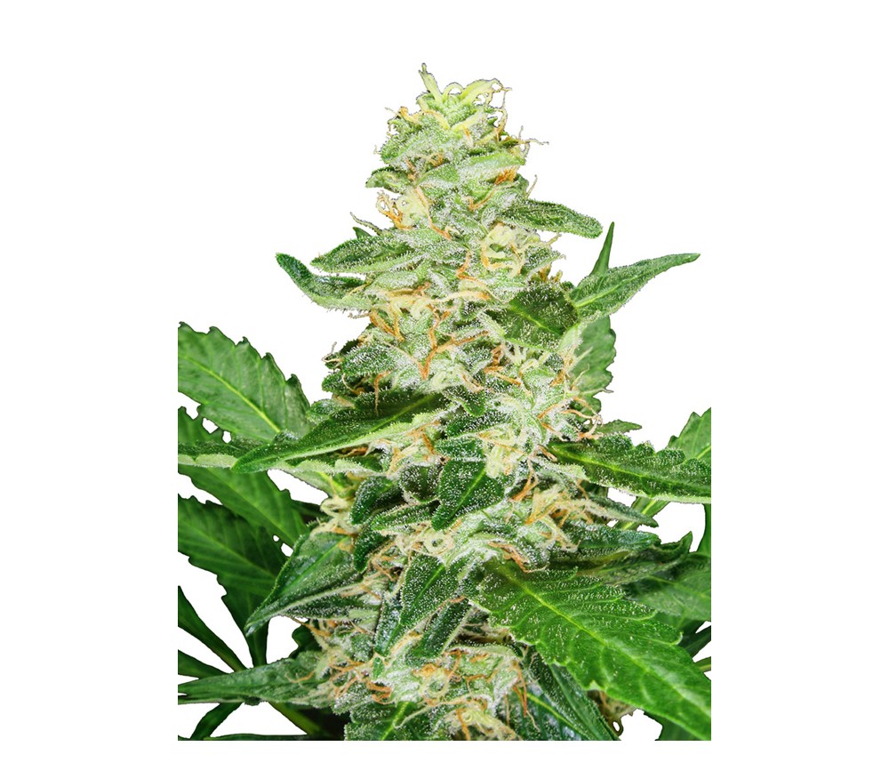 Super Skunk Automatic von White Label Seeds