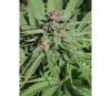 Serious Six de Serious Seeds