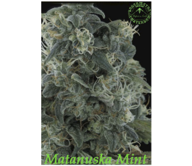 MATANUSKA MINT REGULARES