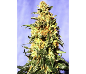 White Domina - Kannabia Seeds