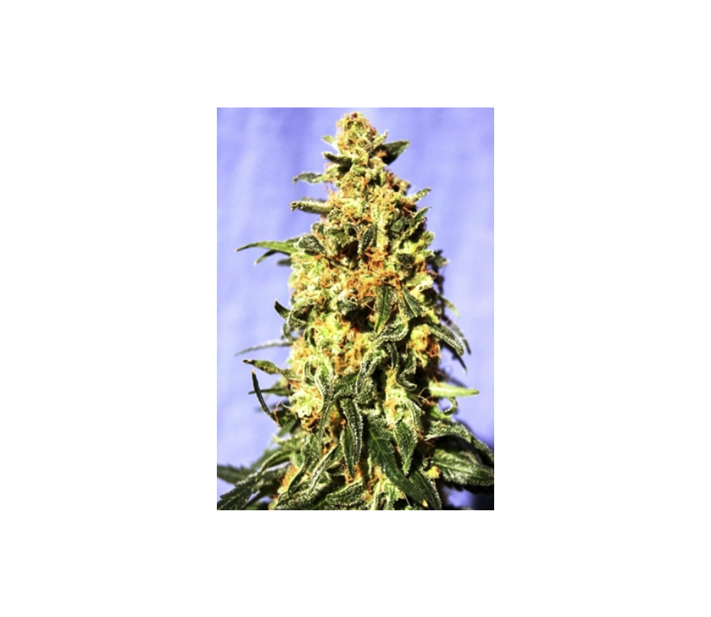 White Domina - Kannabia Seeds