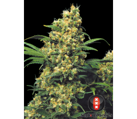 Warlock de Serious Seeds