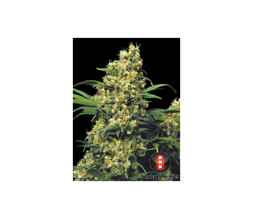 Warlock de Serious Seeds