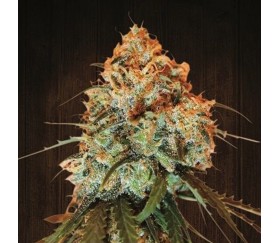 Golden Tiger Regular de Ace Seeds