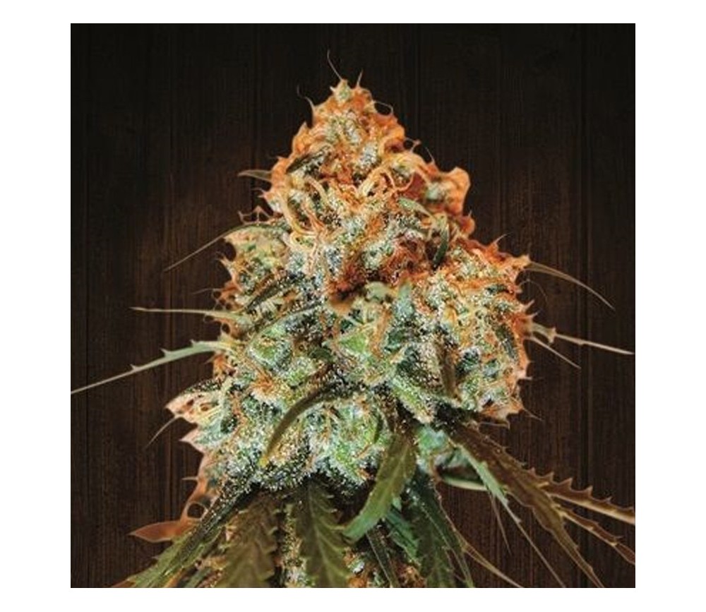 Golden Tiger Regular de Ace Seeds