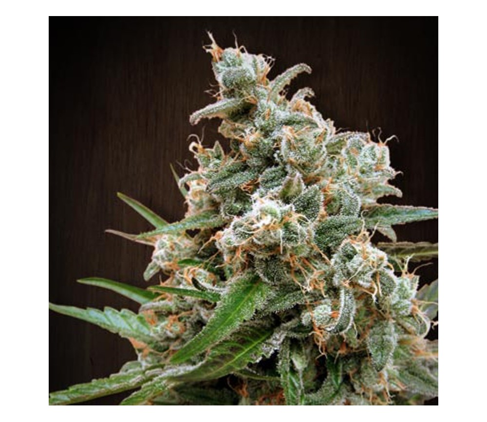 Nepal Jam de Ace Seeds