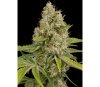 OG Kush Dinafem Seeds