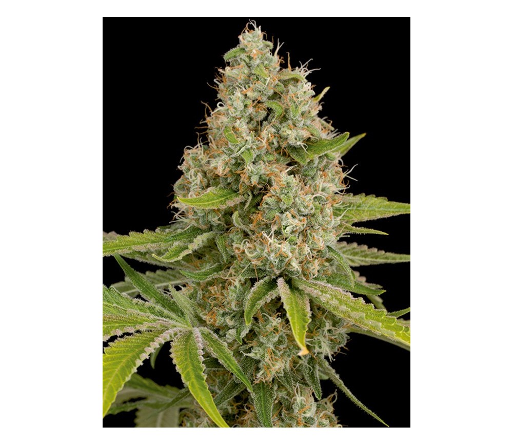 OG Kush Dinafem Seeds