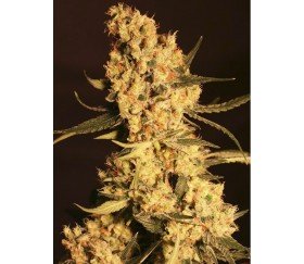 Jamaican Dream - Eva Seeds