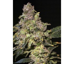 TNT Kush - Eva Seeds