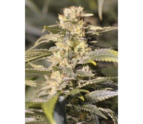 TNT Kush CBD - Eva Seeds