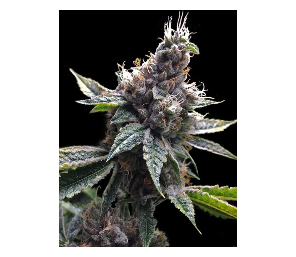 Florida OG DNA Genetics Florida OG DNA Genetics