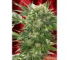 White Russian Auto Serious Seeds