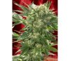 White Russian Auto de Serious Seeds