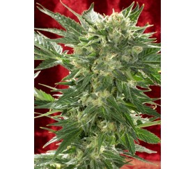 White Russian Auto de Serious Seeds