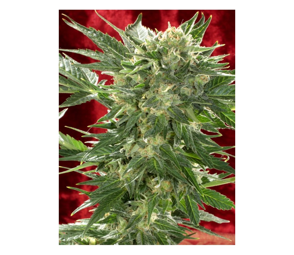 WHITE RUSSIAN AUTOFLOWERING