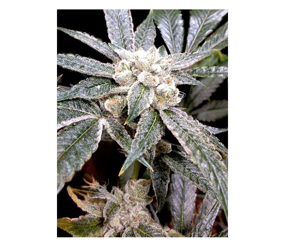 El Fuego DNA Genetics