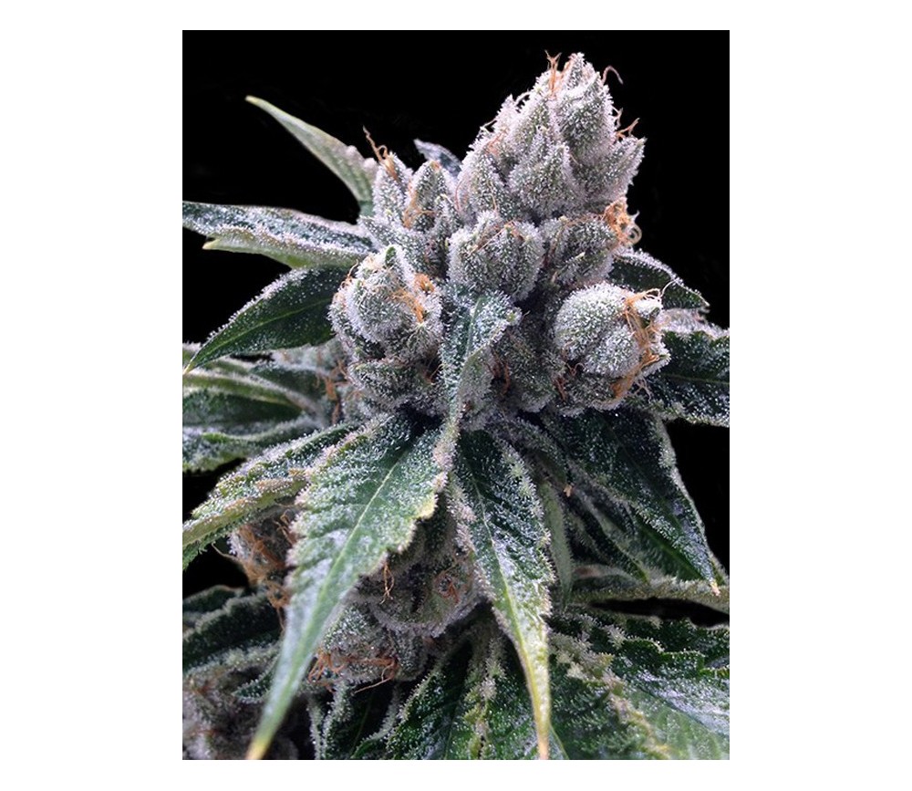 White Walker Kush DNA Genetics