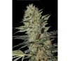 Exodus Cheese Auto Green House Seeds