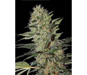 Exodus Cheese Auto Green House Seeds