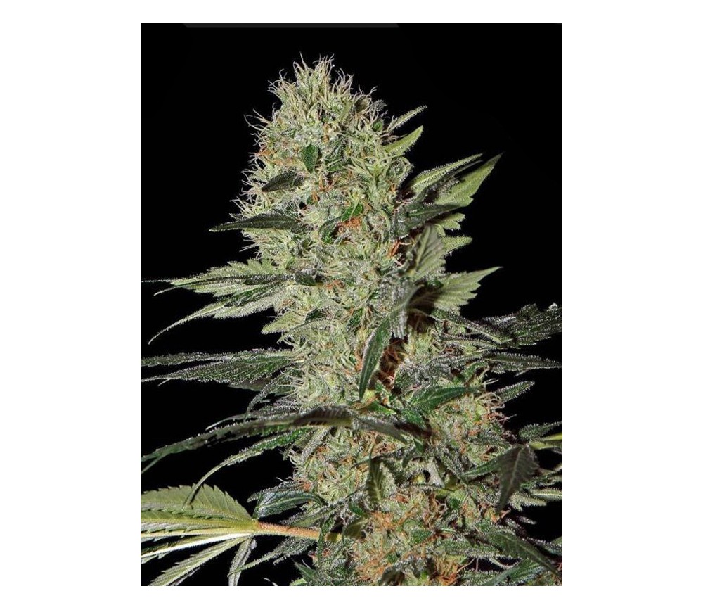 Exodus Cheese Auto Green House Seeds