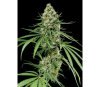 Critical Dinafem Seeds