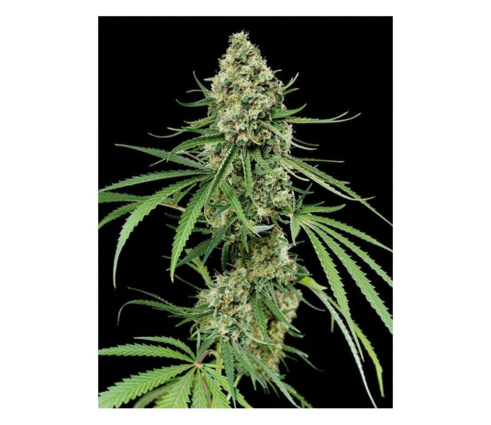 Critical Dinafem Seeds