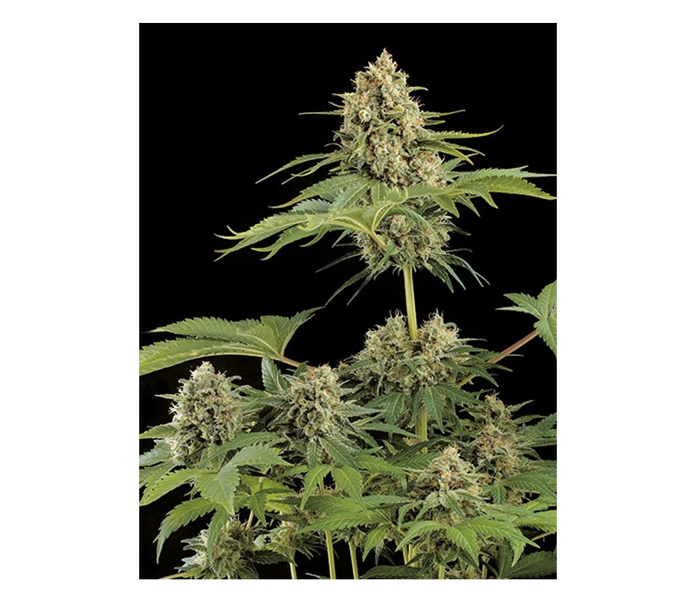 Moby Dick Dinafem Seeds