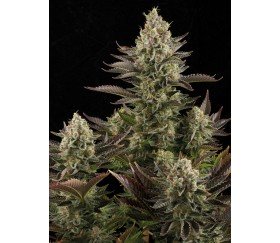 White Widow Dinafem Seeds