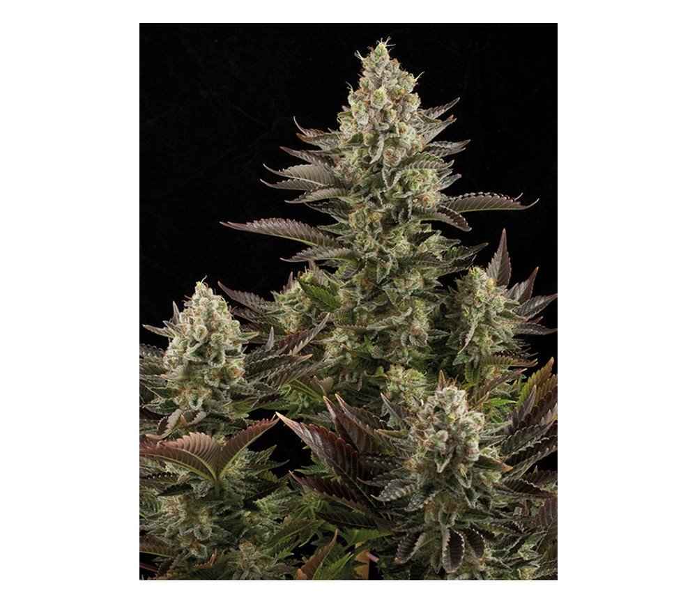 White Widow Dinafem Seeds