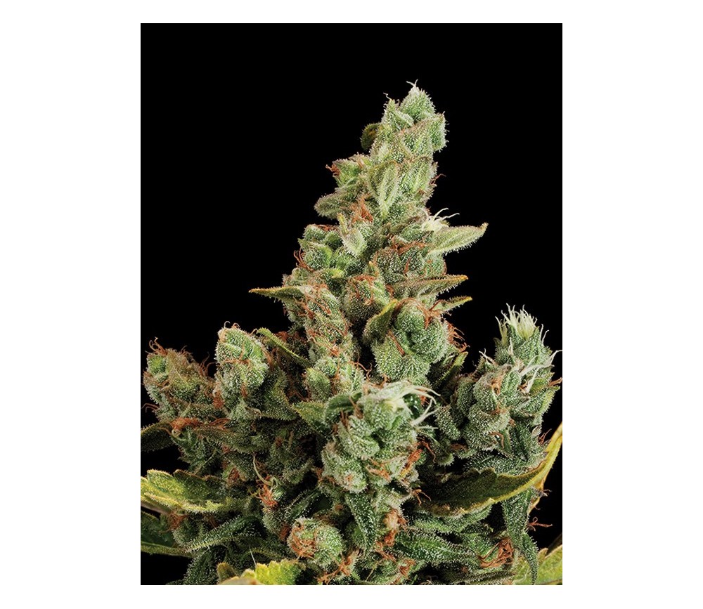 Cheese Dinafem Seeds