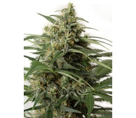 Moby Dick XXL Auto Dinafem Seeds