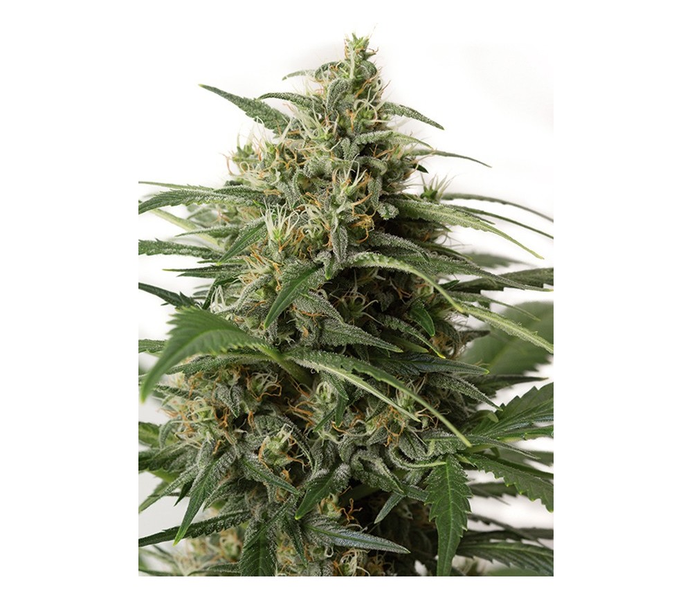 Moby Dick XXL Auto Dinafem Seeds