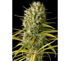 Original Amnesia Dinafem Seeds