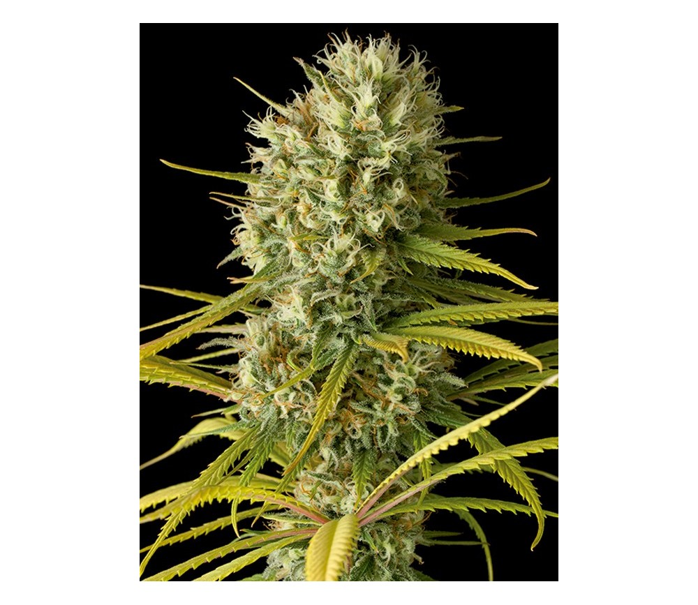 Original Amnesia Dinafem Seeds