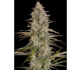 Critical Jack Dinafem Seeds