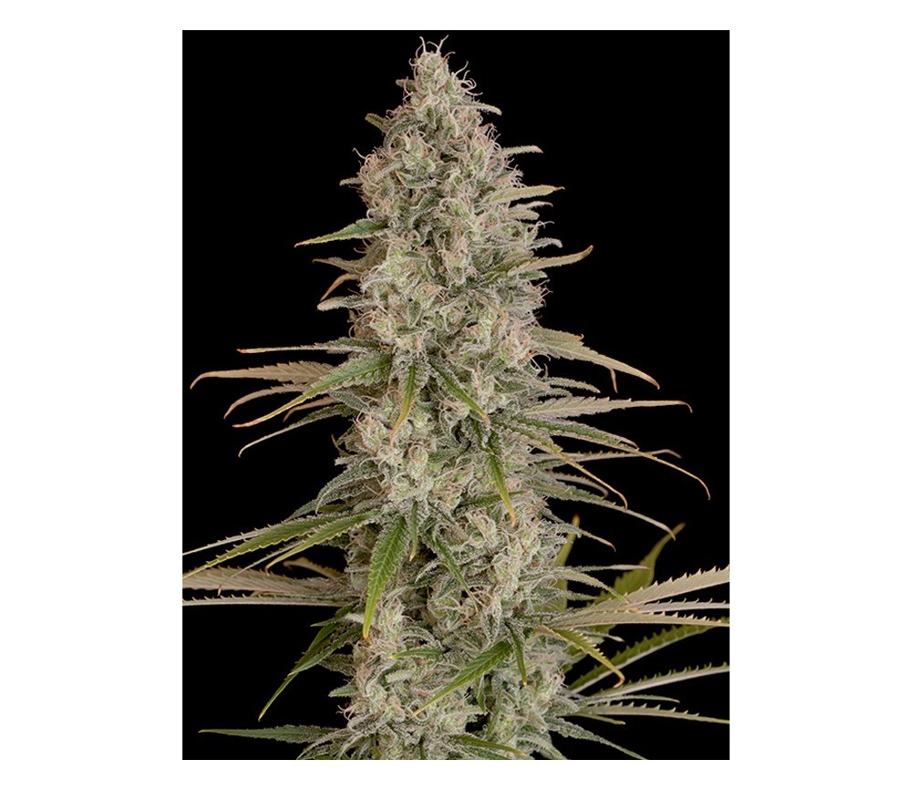 Critical Jack Dinafem Seeds