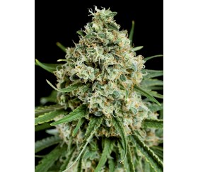 Critical 2.0 Dinafem Seeds