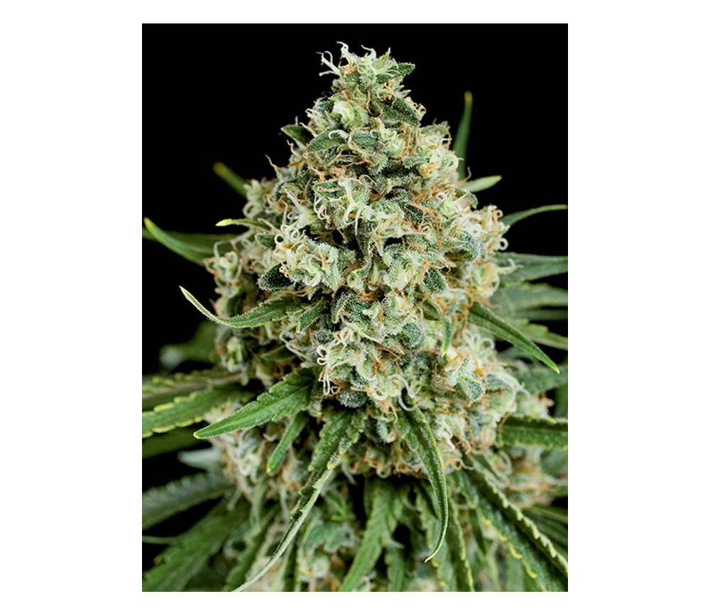 Critical 2.0 Dinafem Seeds