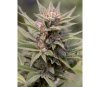 Diesel Dinafem Seeds