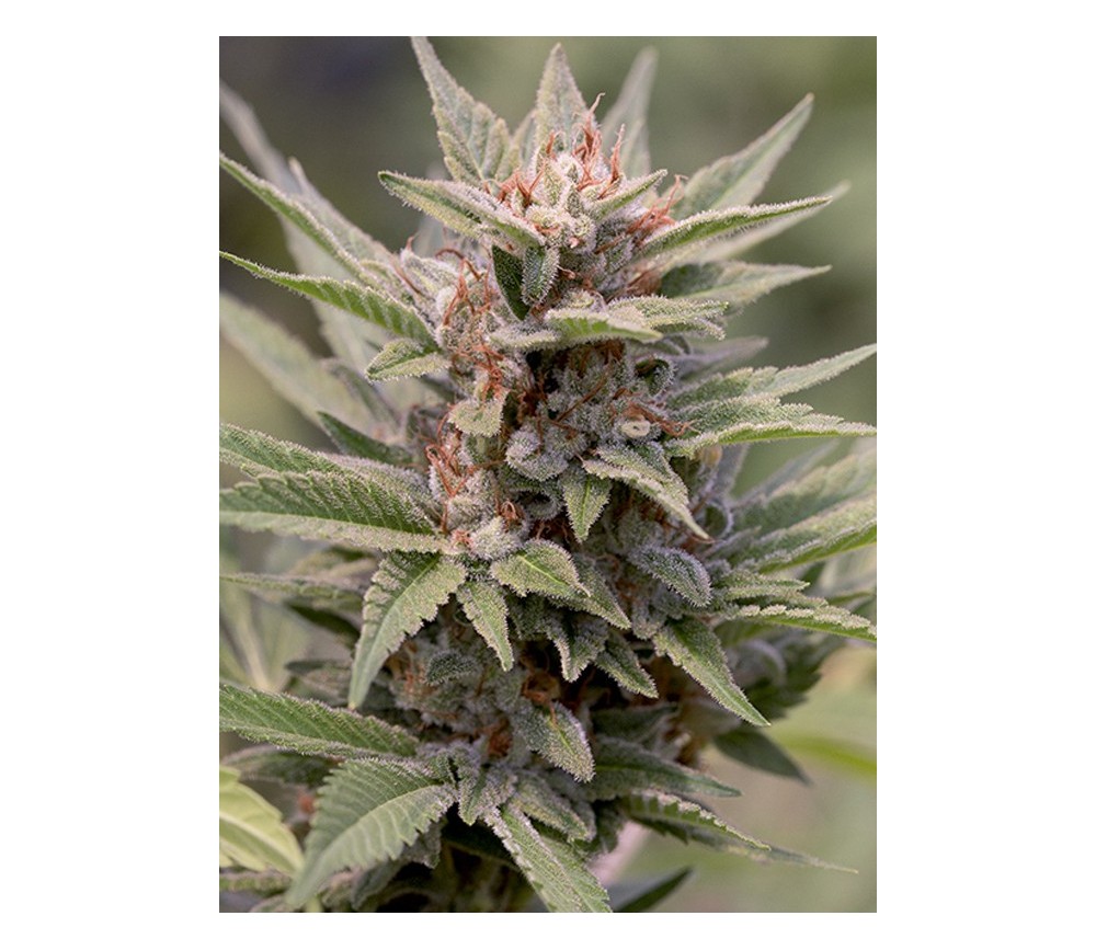 Diesel Dinafem Seeds