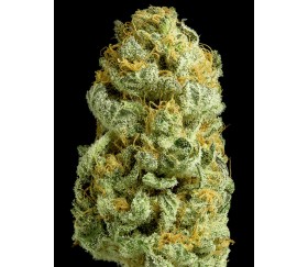 Critical Cheese Dinafem Seeds