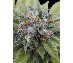 Bubba Kush Dinafem Seeds