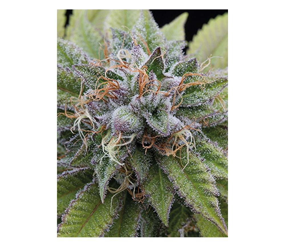 Bubba Kush Dinafem Seeds