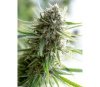 Critical Mass CBD Dinafem Seeds