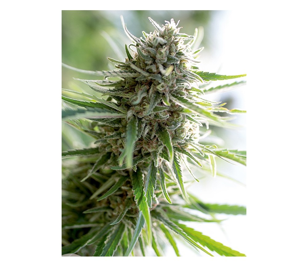 Critical Mass CBD Dinafem Seeds