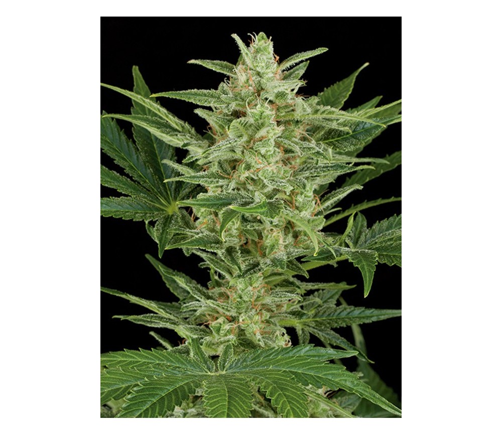 Critical Jack Auto Dinafem Seeds