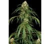 Super Silver Dinafem Seeds